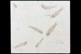 Multiple () Small Knightia Fossil Fish - Wyoming #77128-1